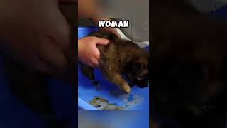 From Cold to Warm  A Puppy’s New Beginning animals animalrescue doglover pets animallover [upl. by Ojyram559]