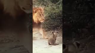 Lion Cub Greets the Adult Lion and plays a little Northern Pride Lions [upl. by Lledner]