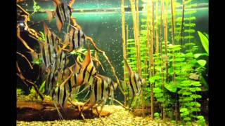 Pterophyllum altum 2wmv [upl. by Slin]