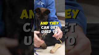 Nail Trimming Tip For Difficult Dogs [upl. by Neirod]