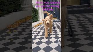 Labradoodle puppy got the wrong address London [upl. by Kadner270]