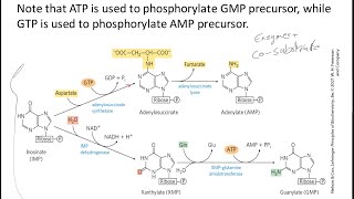 Purinpyrimidine synthesis ribonucleotide reductasefolic acid [upl. by Wolfort]