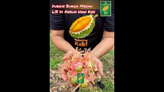 Durian Bunga Merah L13  Sakura Blossom [upl. by Ellehsim]