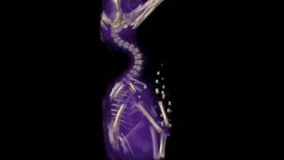 Chick Flick  animation of 16dayold chicken embryo [upl. by Ribaudo]