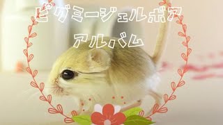 Pygmy jerboa  ピグミージェルボア写真集１ [upl. by Hwu600]