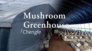 Mushroom greenhousegreenhouse shots [upl. by Stroud473]