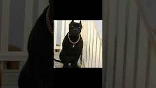 BLACK PITBULL VIDEO EDIT🐾🎊🐶🐕🐾✅ [upl. by Arraek162]