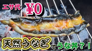 天然うなぎ、釣ってさばいて炭火焼き。土用の丑はうな丼！？【丼2】餌代0円うな丼プロジェクト [upl. by Nomi]