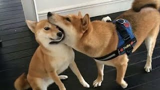 Funniest Shiba Inu Compilation 2  Best Funny Shiba Inu Videos 2018 [upl. by Lekkim]