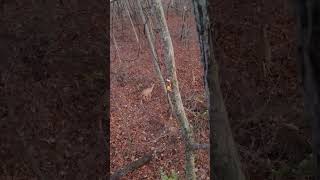 Indiana deer hunting swamp woods saddle AR 450 firefield does ridges marsh almost had me orange army [upl. by Ellerehs]