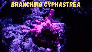 Branching Cyphastrea  Coral Care [upl. by Isnyl]