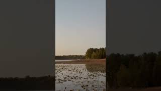 Woodies landing right in front of us while we were standing on the dock ducks hunting sotaboys [upl. by Peltz]