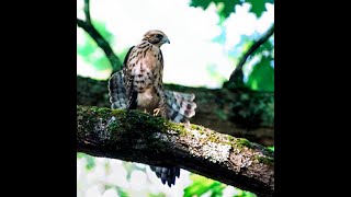 Broadwinged Hawk  Juvenile 67 Weeks [upl. by Oleg555]