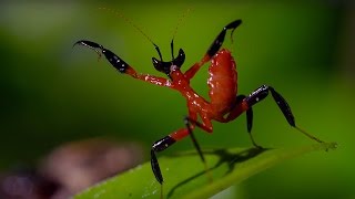 Kung Fu Mantis Vs Jumping Spider  Life Story  BBC [upl. by Lamprey]