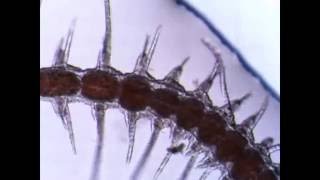 Polychaete worm Syllidae [upl. by Annelg]