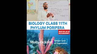 Phylum porifera shorts teaching biology class [upl. by Placidia]