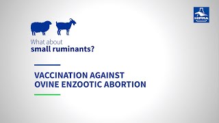 Vaccination against ovine enzootic abortion [upl. by Iht]