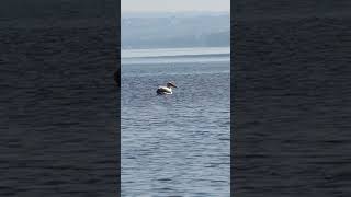 Graceful pelicans gliding over the serene waters of Lake Nakuru – natures ballet in perfect harmony [upl. by Adnirolc]