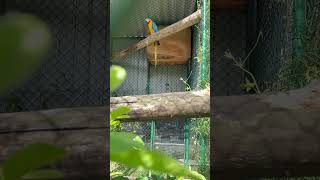 quotMeet our stunning Blue and Yellow Macaw breeding pair 💙💛 The future looks bright with these two [upl. by Narda]