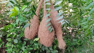 NEST Of Weaver Birds  weaver Bird [upl. by Ezirtaeb]