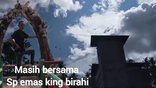 💯sp emas king birahi kembali meledak di gorontalo luar biasa respon nya walet 77TWG ❗️viral [upl. by Eb]