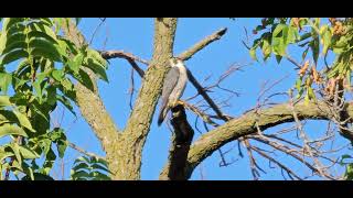 Peregrine Falcon Falco peregrinus [upl. by Horsey]