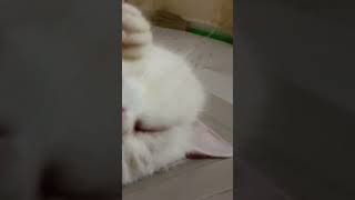 pyaara time short cat pets [upl. by Sandeep]