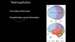 Telencephalon Limbic system and basal ganglia [upl. by Alleahcim611]