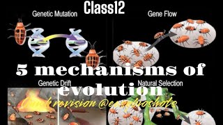 5 mechanisms of evolutionCBSEClass12quick revision EasyBioshots [upl. by Ahtekal]