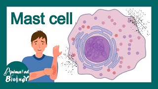 Mast Cells  What is the role of mast cells in inflammation  Mast cell in allergy  Immunology [upl. by Atteynot]