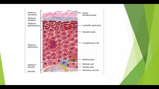 Skin Tumors Diagnosis and Treatment [upl. by Yntruoc]