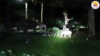 Zoo Taiping nightsafari taiping zootaiping [upl. by Nelyak]