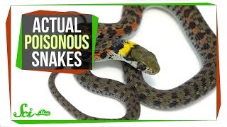 Behold—Poisonous Snakes Yes You Read That Right [upl. by Baillieu]