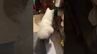 Kuch toh hai 🐍😱  indian spitz dog vs snake  Indian spitz dog  Indian spitz dog barking [upl. by Anna-Diane]