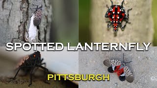 Spotted Lanternfly  Everything You Need to Know  Pittsburgh Invasion [upl. by Ahsinnod]