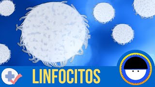 ¿Qué son los linfocitos  ¿Qué son los anticuerpos o inmunoglobulinas  Breve definición animada [upl. by Hennessey]