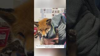 This woman found a fox in distress and then took action to save it animalshorts shortvideo [upl. by Leede]