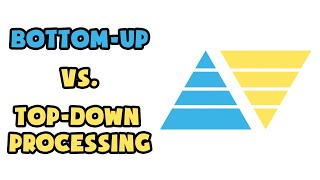 Bottomup vs Topdown processing  Explained in 2 min [upl. by Oiragelo677]