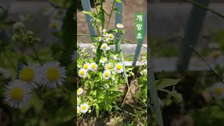 개망초 개망초 annual fleabane Erigeron annuus L Pers [upl. by Orola]