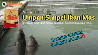 Umpan Simpel Ikan Mas  Djempol Amis Emang Joosss [upl. by Tiler]