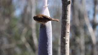 Wild Birds Feeding on a Kaytee Wild Bird Food Nyjer Seed Sock Feeder [upl. by Danais447]