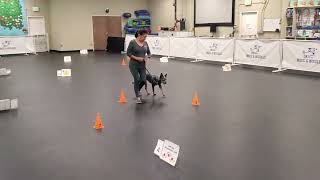 Sloane AKC Rally Novice Entry Video [upl. by Lillian]