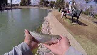 Friendship Pond  Roadrunner Park Az  Urban Trout Fishing Az [upl. by Drusi]