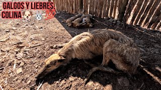 Cacería de liebres con galgos  Galgueros de colina  algunas carreras que se pudieron grabar [upl. by Gignac]