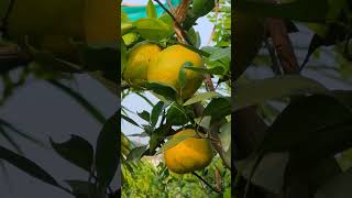 Xieshan satsuma garden shorts fruit agriculture [upl. by Ettelocin]