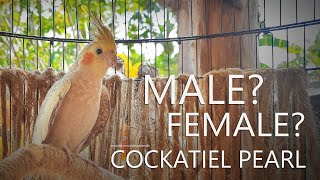 Cockatiel Pearl Male or Female From Nono and His Female [upl. by Chrotoem]