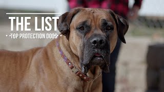 THE LIST TOP 10 PROTECTION DOGS [upl. by Luke]