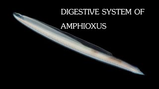 DIGESTIVE SYSTEM OF AMPHIOXUS  Part 2  Malayalam  Calicut University [upl. by Arved]