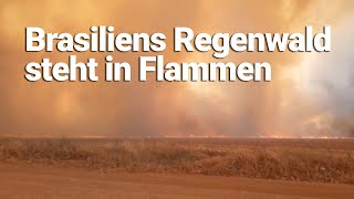 Brasiliens Regenwald steht in Flammen [upl. by Cumings]