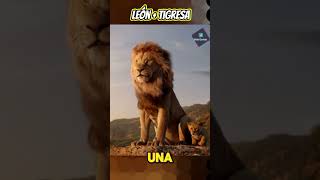 Ligre El Increíble Felino Creado Por El Hombre 😲 animales animalessalvajes [upl. by Opiak]